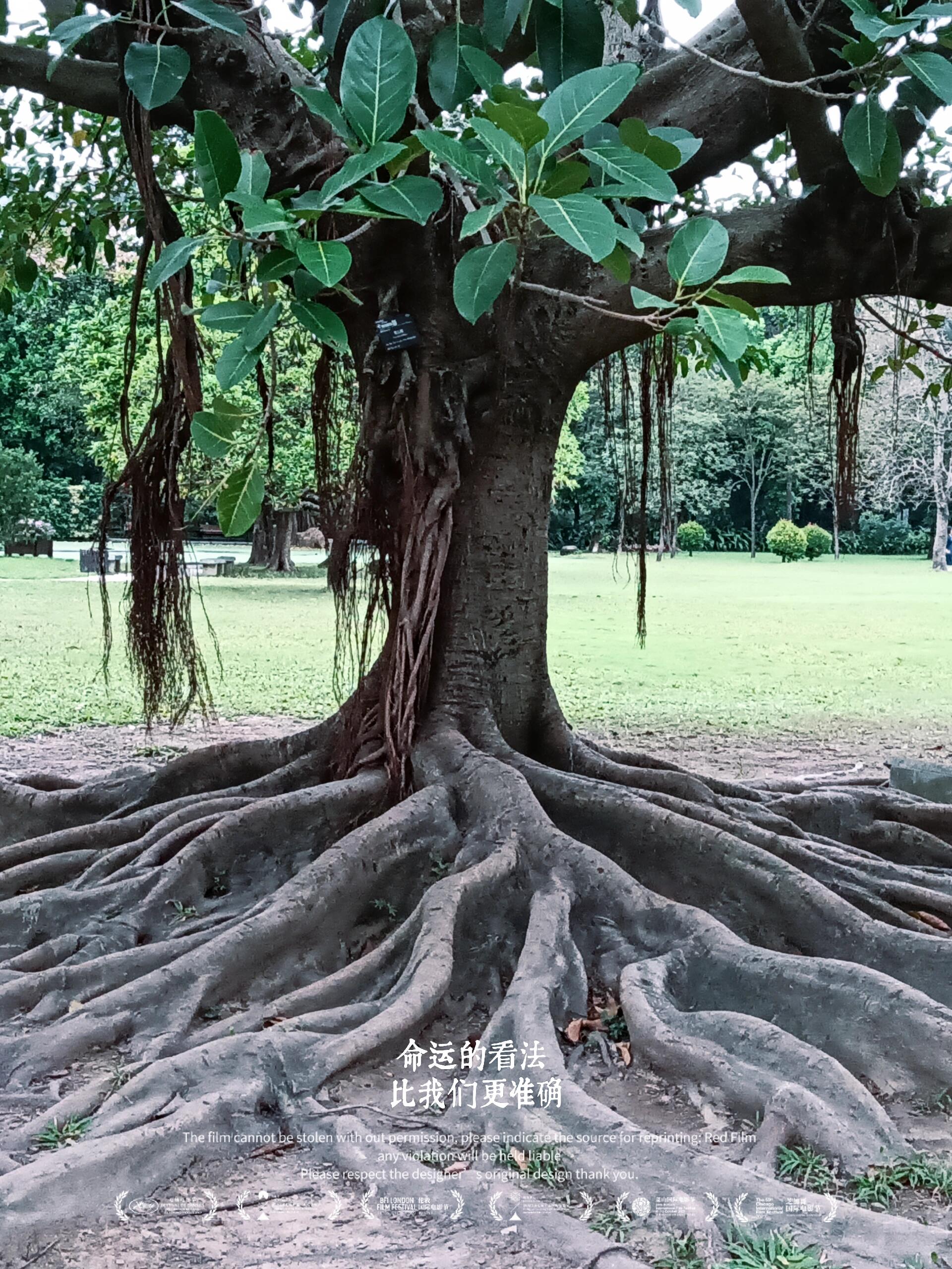 自然教育|植物|榕树 一棵树,就这样静静地伫立着 油绿的叶片表达了对