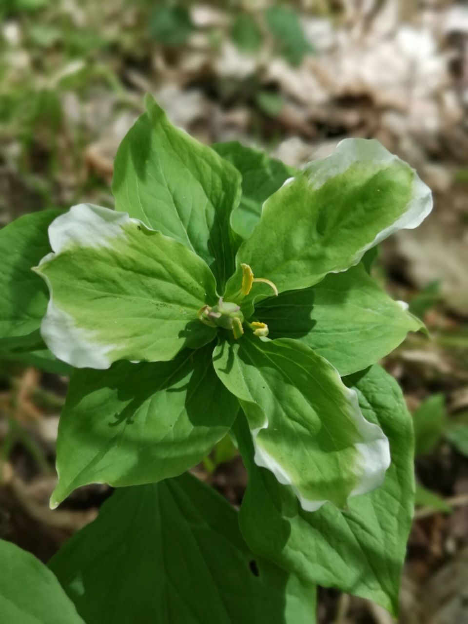 加拿大安省省花"trillium"延龄草 今日徒步见到的各色trillium花