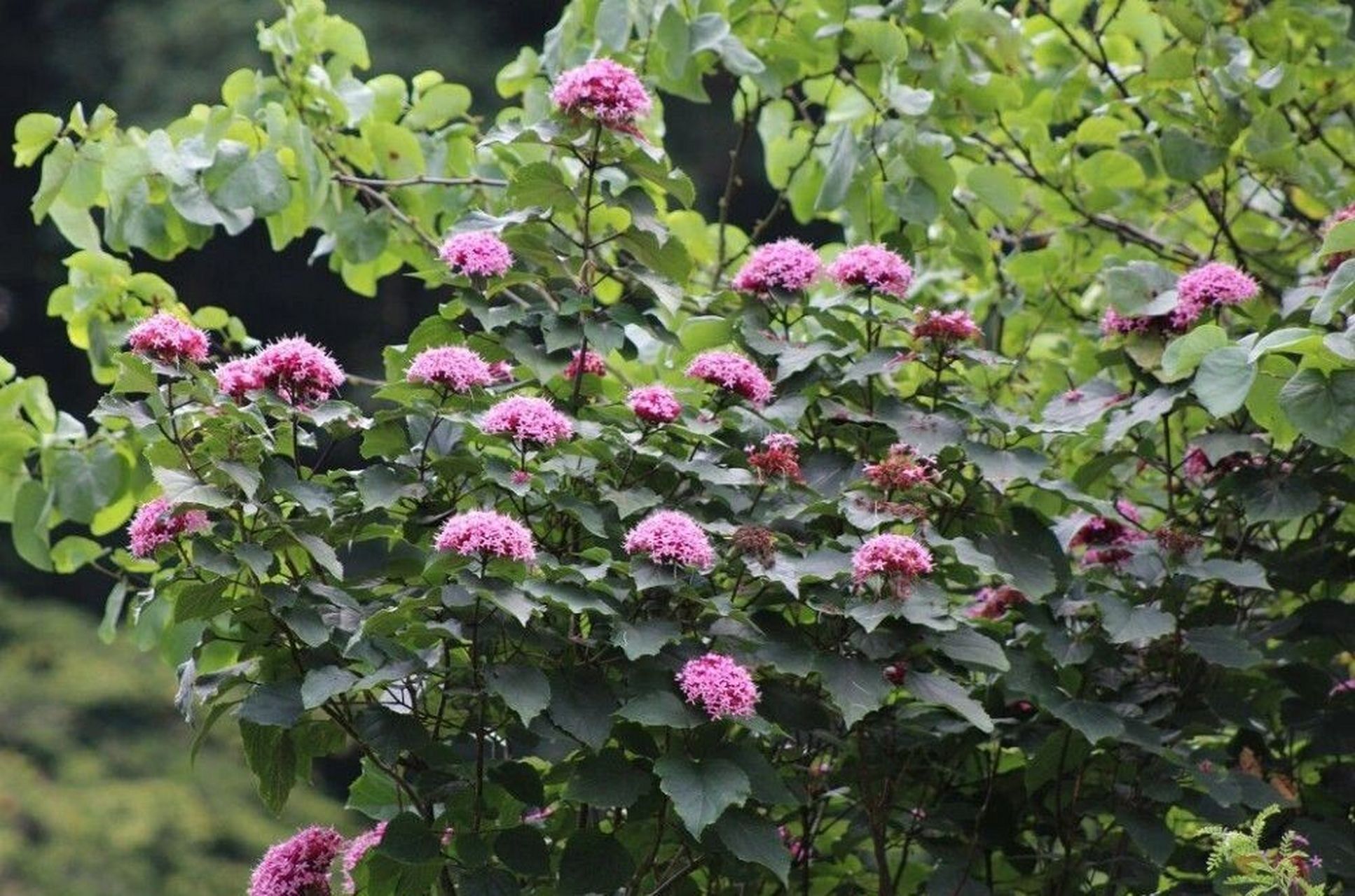识花|臭牡丹 97臭牡丹(学名:clerodendrum bungei02steud.