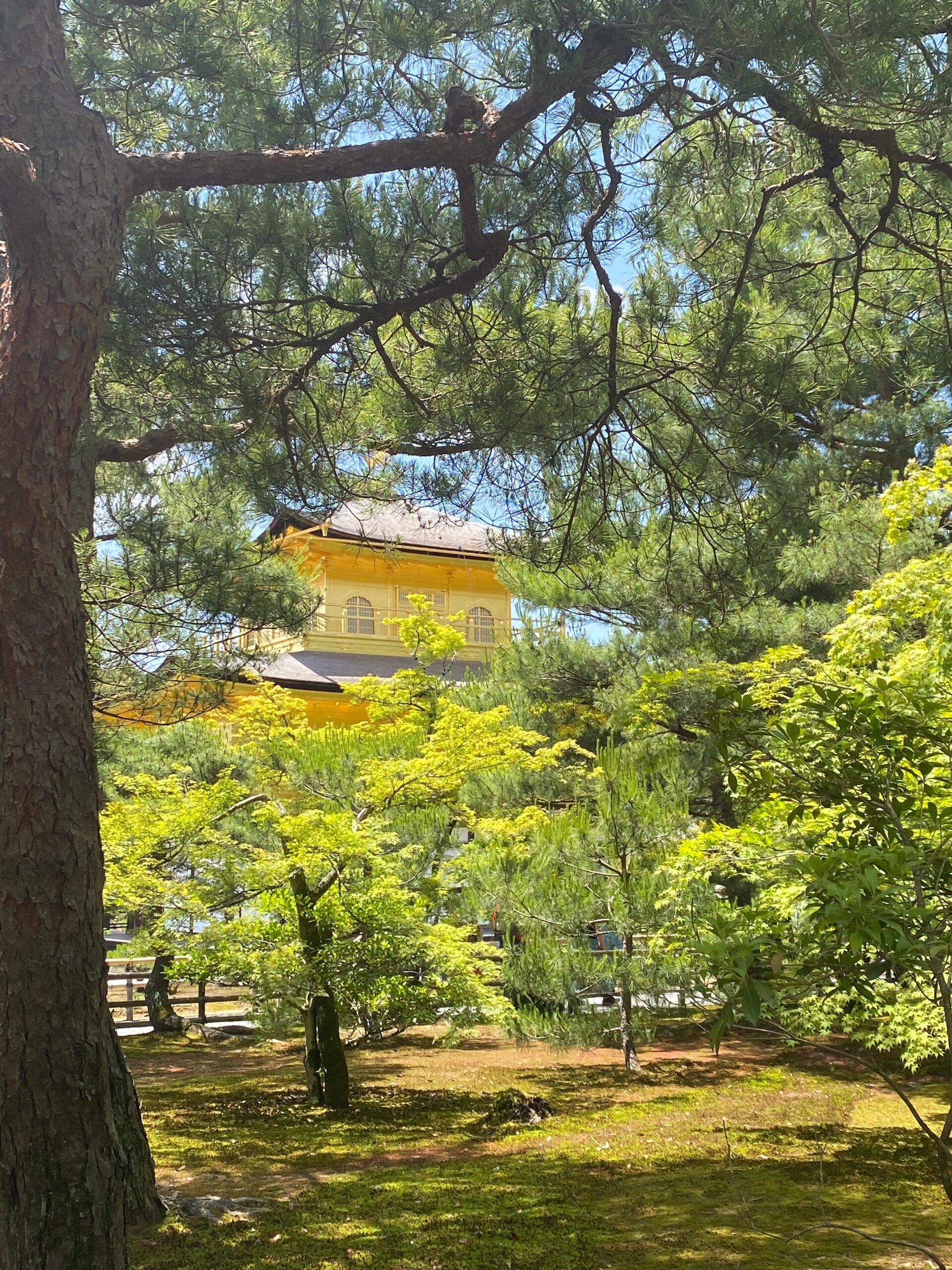 鹿苑禅寺图片