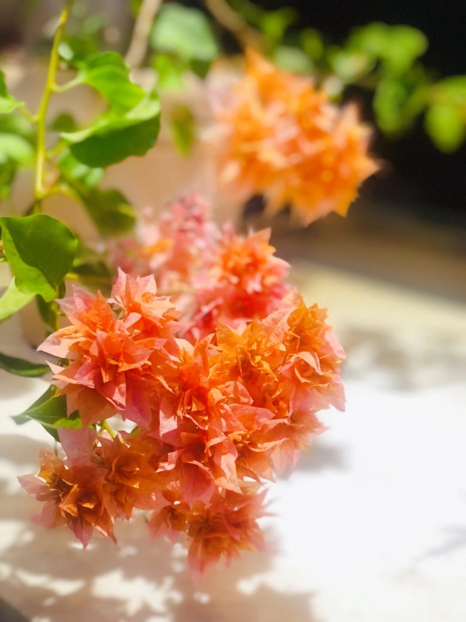 三角梅——重瓣橙可以这么美 三角梅现在的状态惊艳了,太美了.