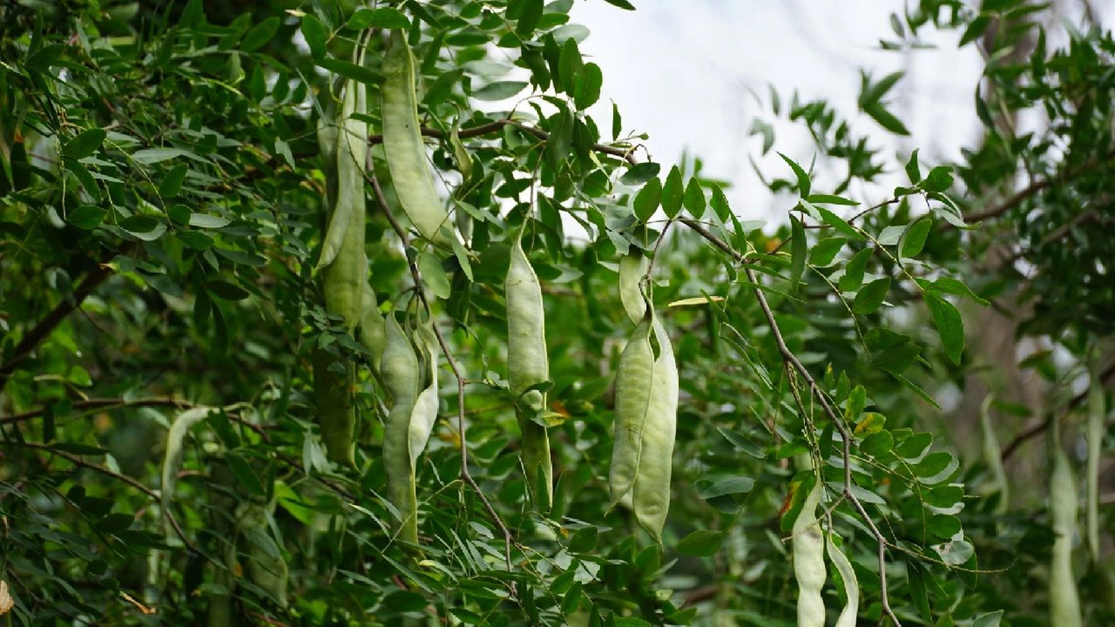 长在树上的豆角树 皂角树|肥皂树  典型的豆科植物|4-5月开花|9-10月