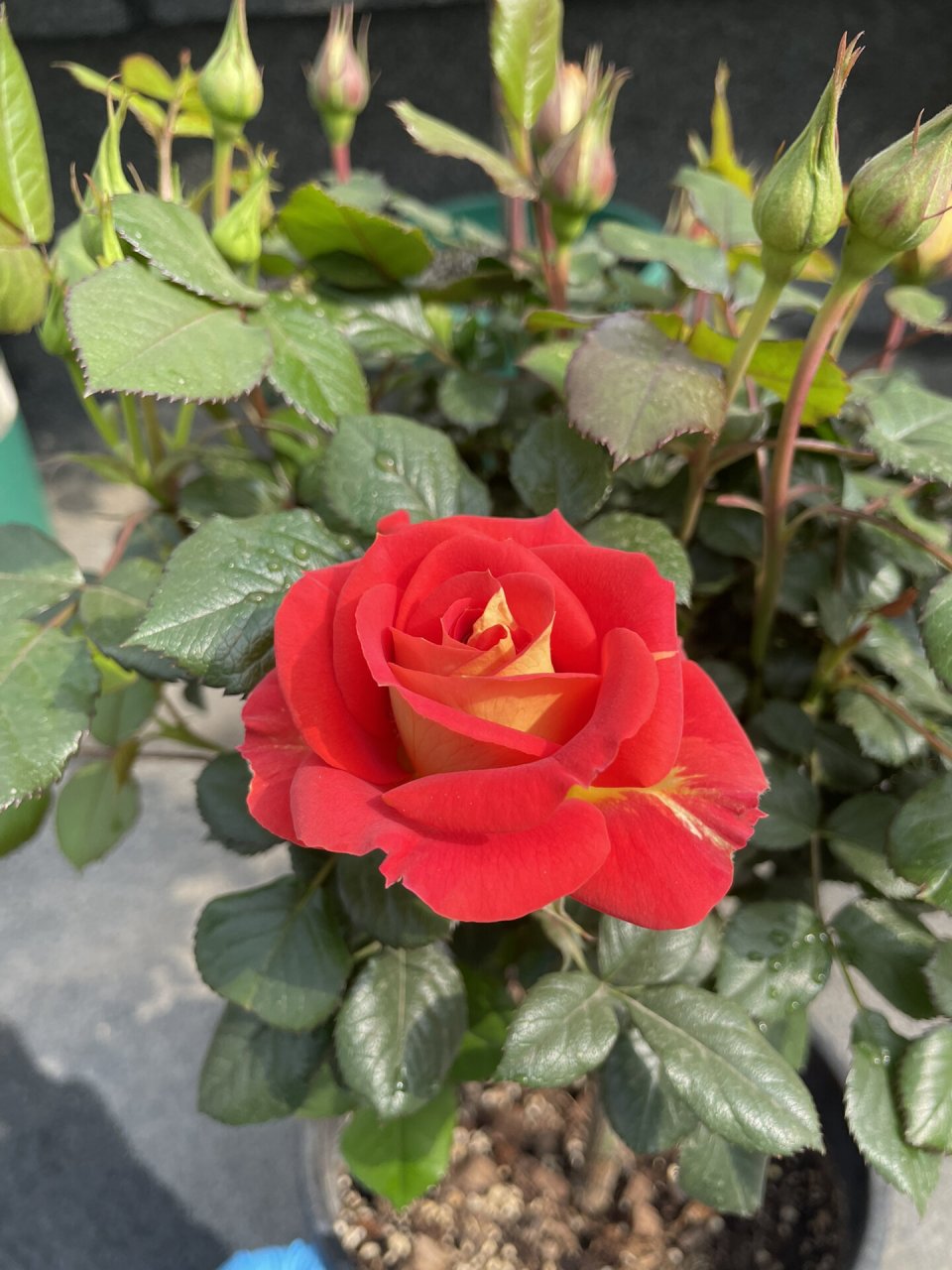 二乔双鱼座阳台月季推荐新手适合养的品种 我的双鱼座今天开了一朵