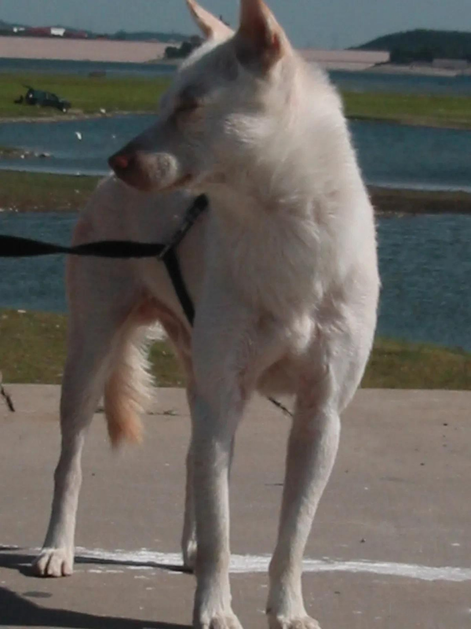 韩国珍岛犬图片图片