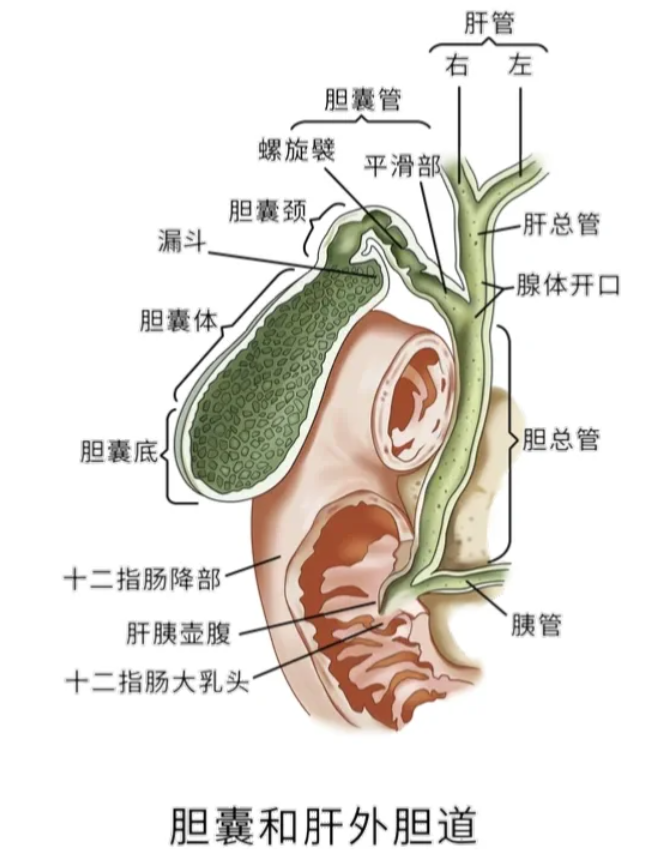 胆管在人体左上腹,靠近肝脏下方.肝脏内部也有胆管,叫做肝内胆 .