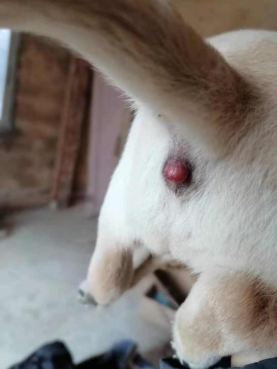 狗狗肛门脱出,治疗方法分享 教你们一个治疗狗狗脱肛的方法: 常规脱肛