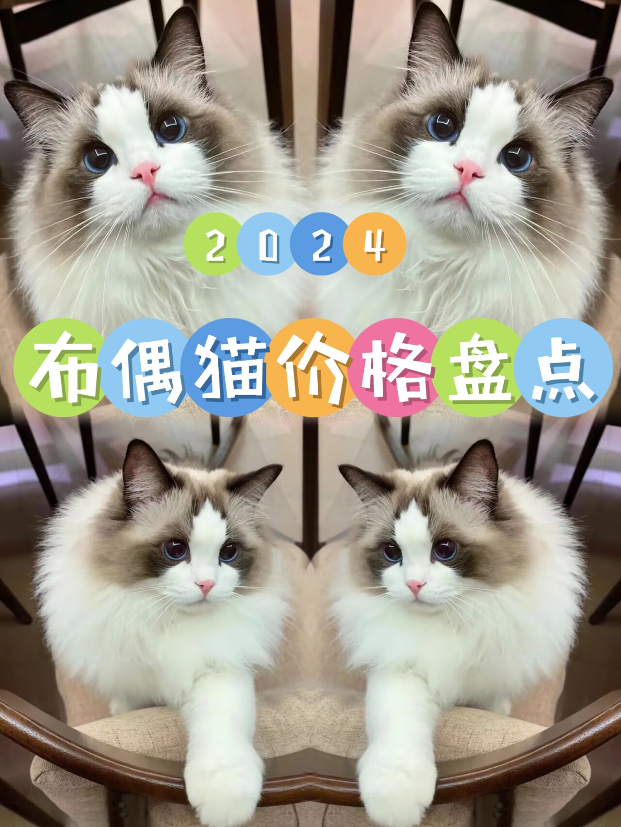 2024布偶猫多少钱一只?