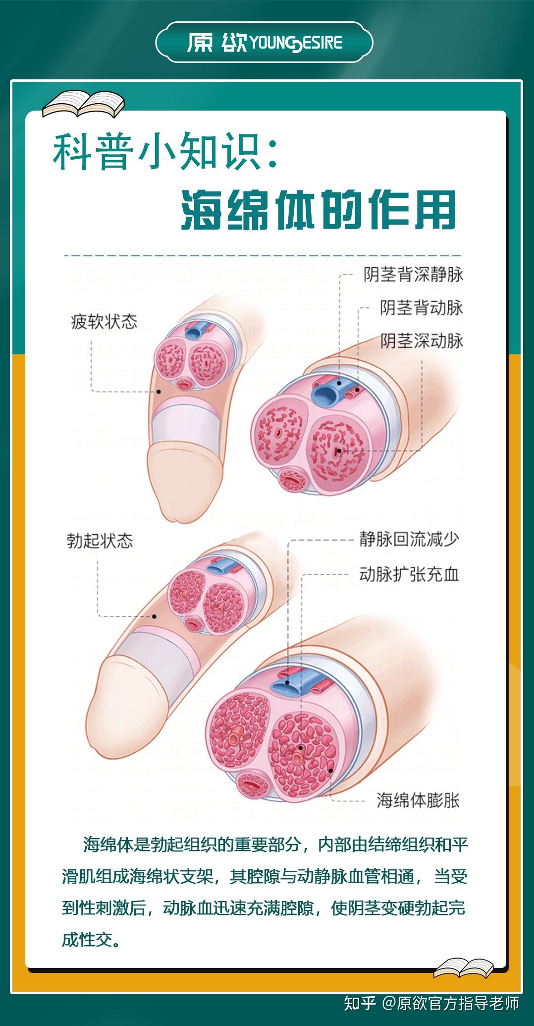 海绵体是啥图片