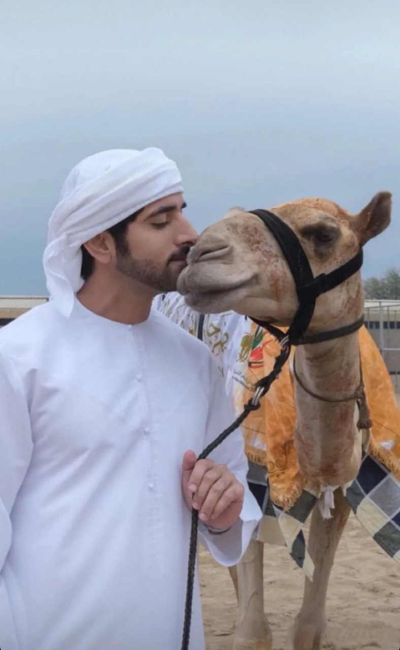 骆驼简直是中东土豪的命根子,不管是沙特还是阿联酋,人们和骆驼的关系