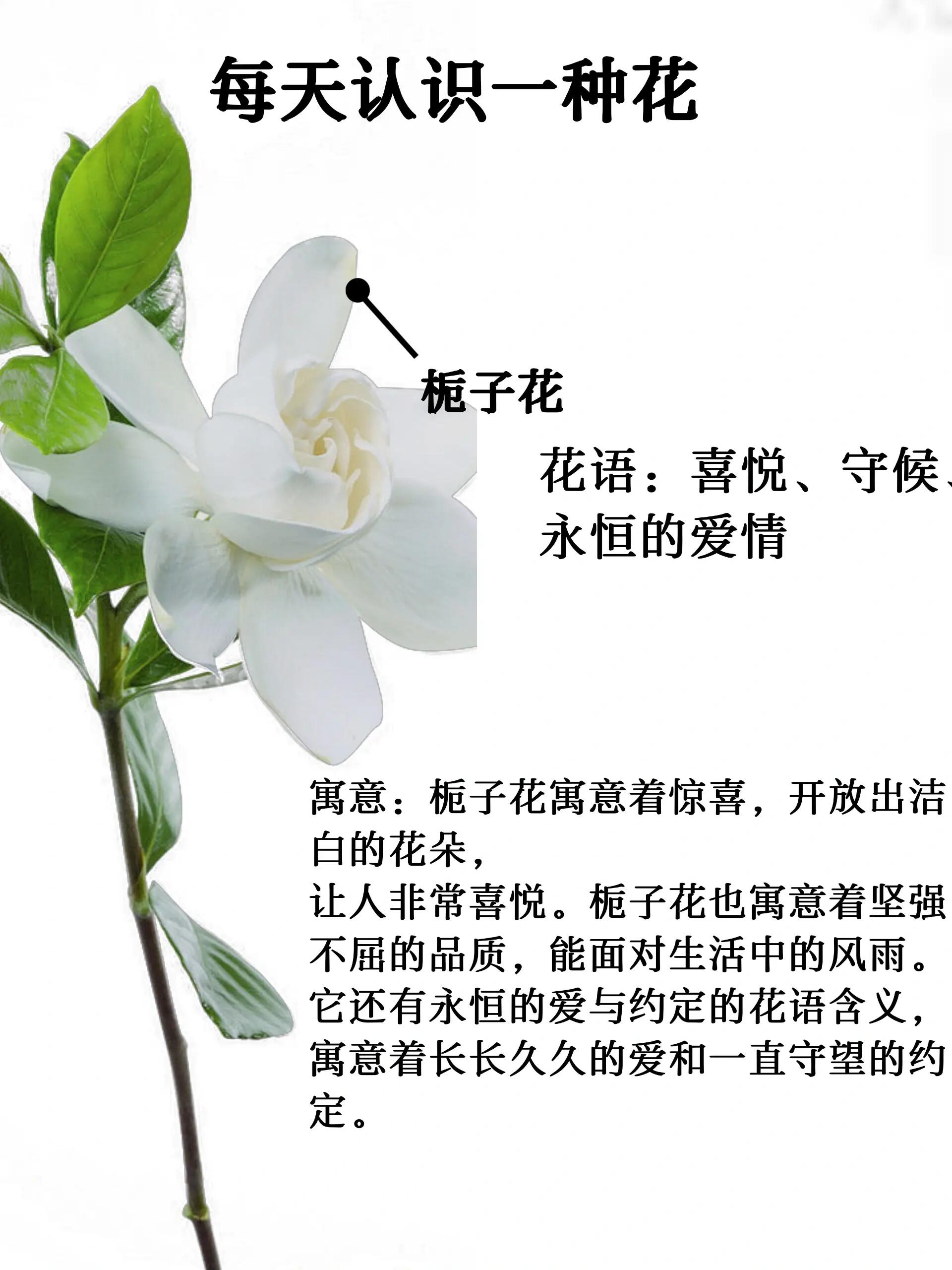 桅子花的花语图片