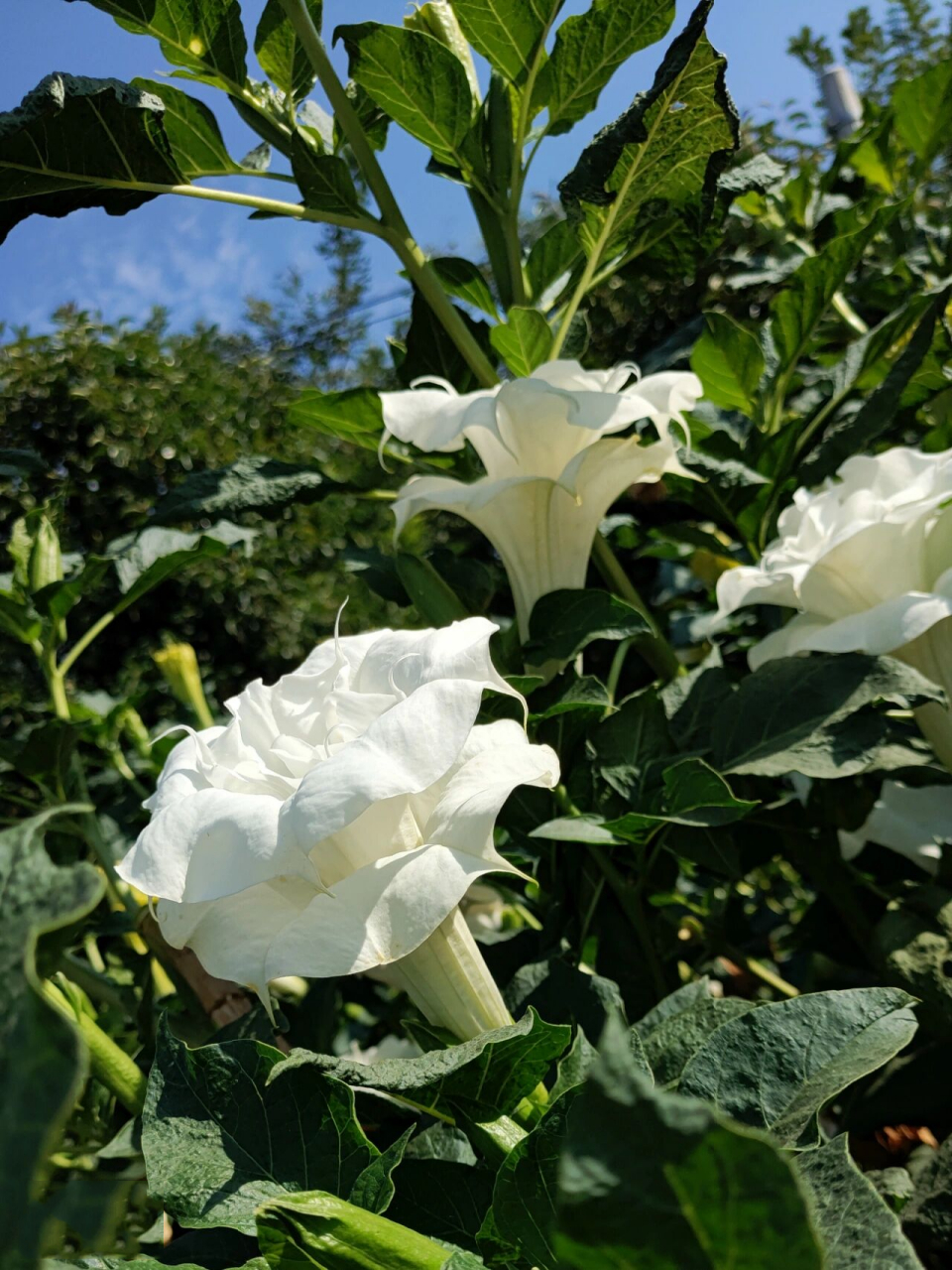 白花曼陀罗的导管图片