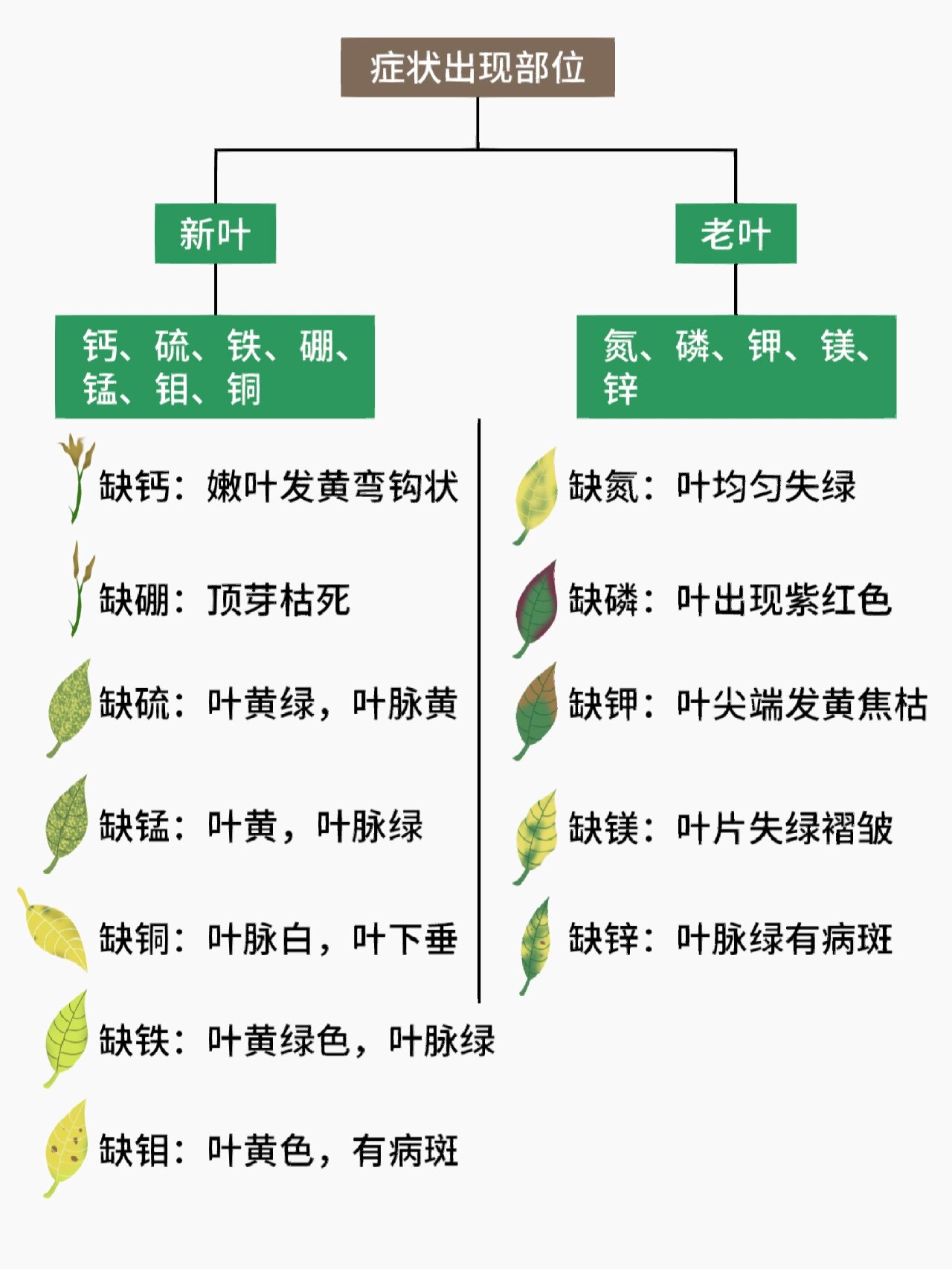 月季缺素症不烦恼,出现黄叶有方法解决!