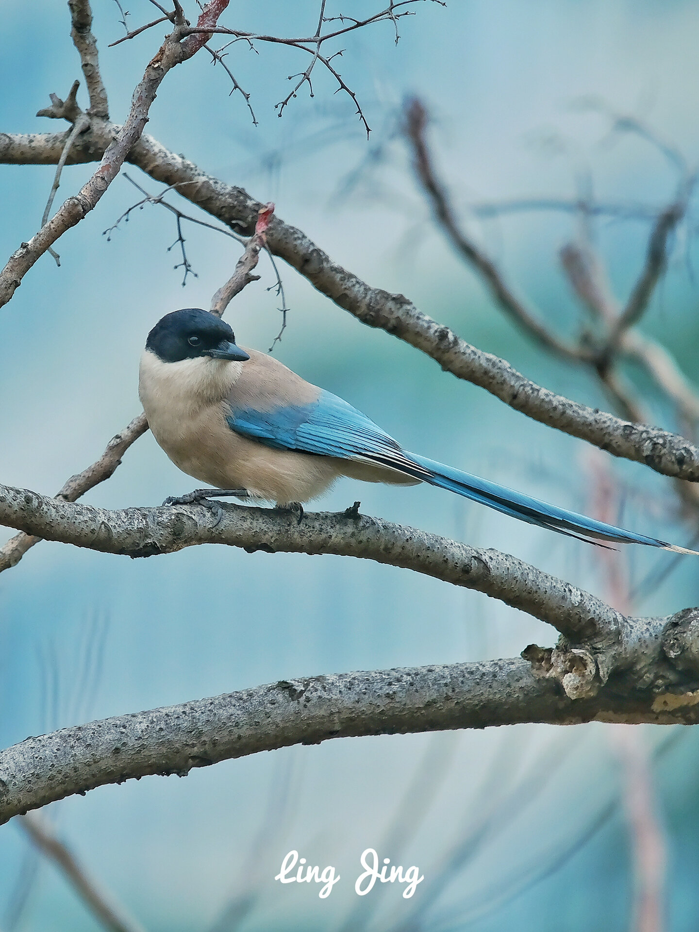 观鸟|灰喜鹊(鸟种序号:15)