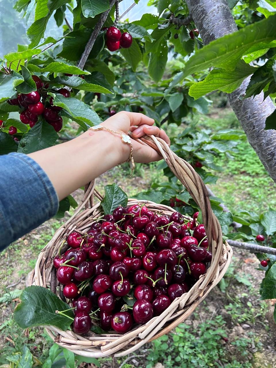 全国第一的车厘子产地90实现车厘子自由 99:九襄镇或清溪镇 07