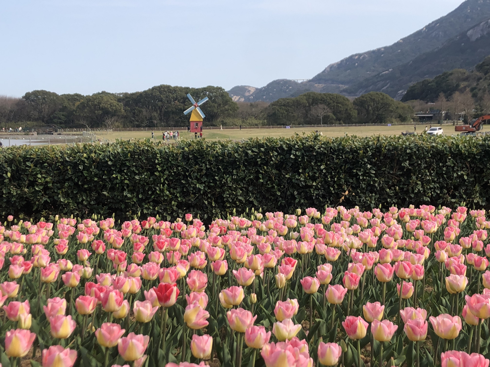 朱家尖|大青山游玩攻略 大青山森林公园位于舟山本岛,现在正是郁金香