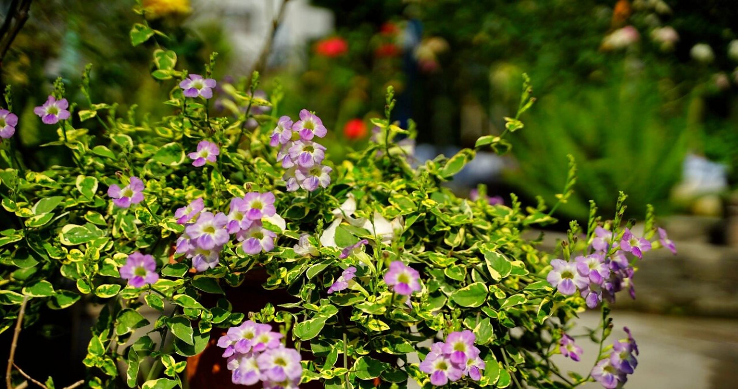 asystasia nemorumnees  花叶十万错锦 斑叶十万错 ,  小众植物,  给