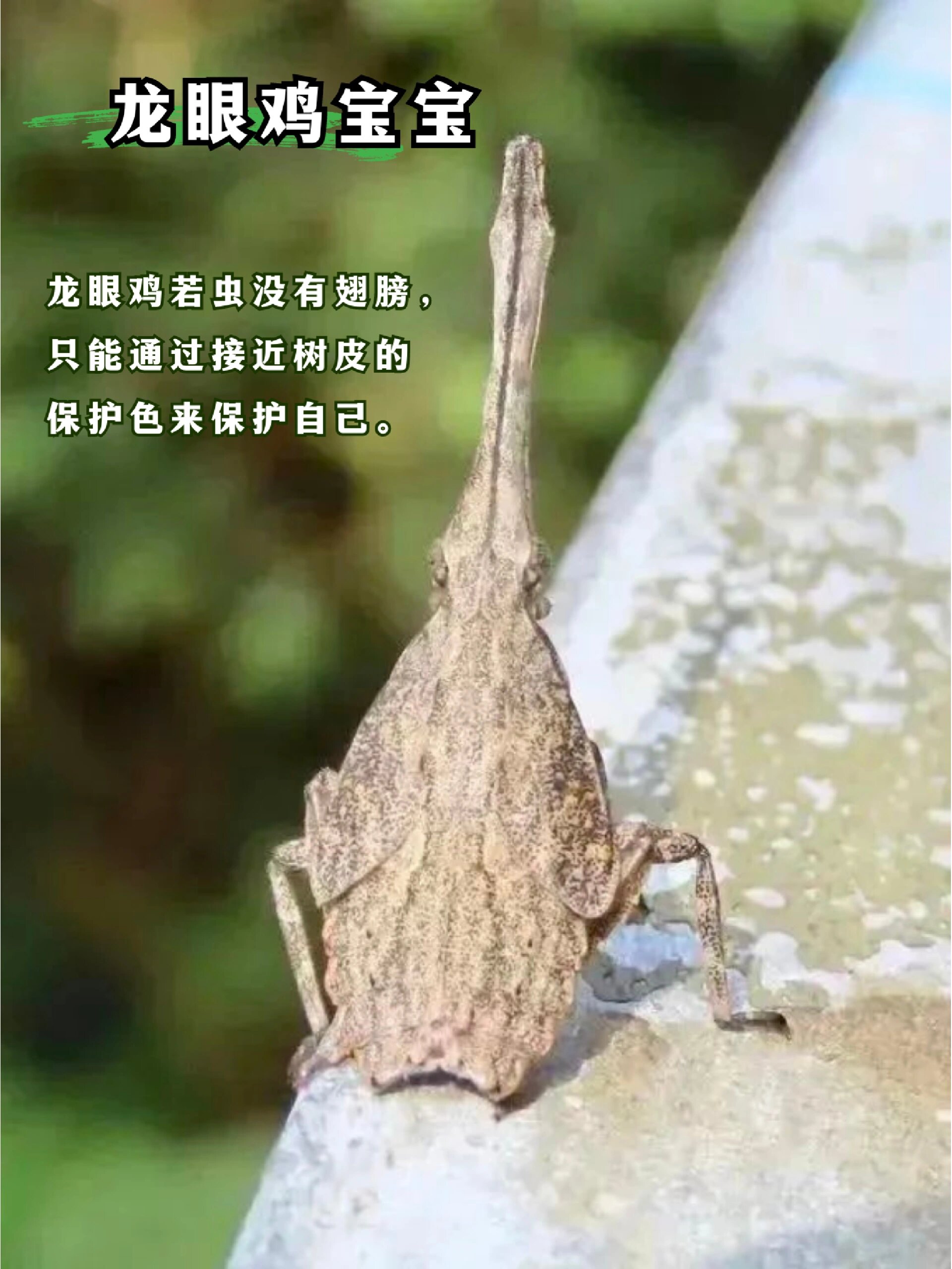 带娃认识100种昆虫|②龙眼鸡