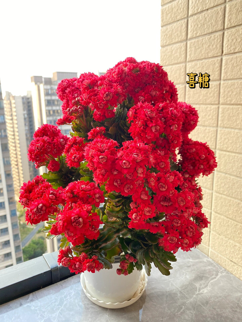 有花友不喜欢喜糖开花露芯,说其鼻毛君.但还挺受大妈们欢迎!