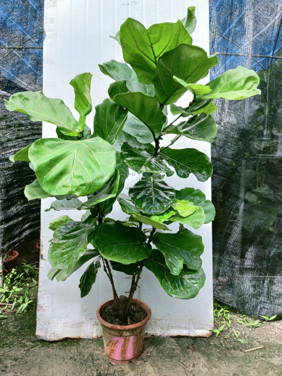 超大型艺术老桩琴叶榕被大家公认的网红植物 琴叶榕的习性 喜欢阳光