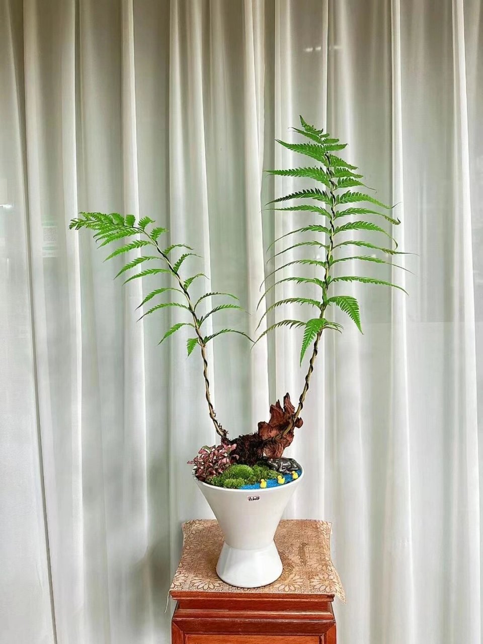 1:蕨类植物的花语有:快乐,长寿,高贵,如初生前的天真,繁茂,高雅