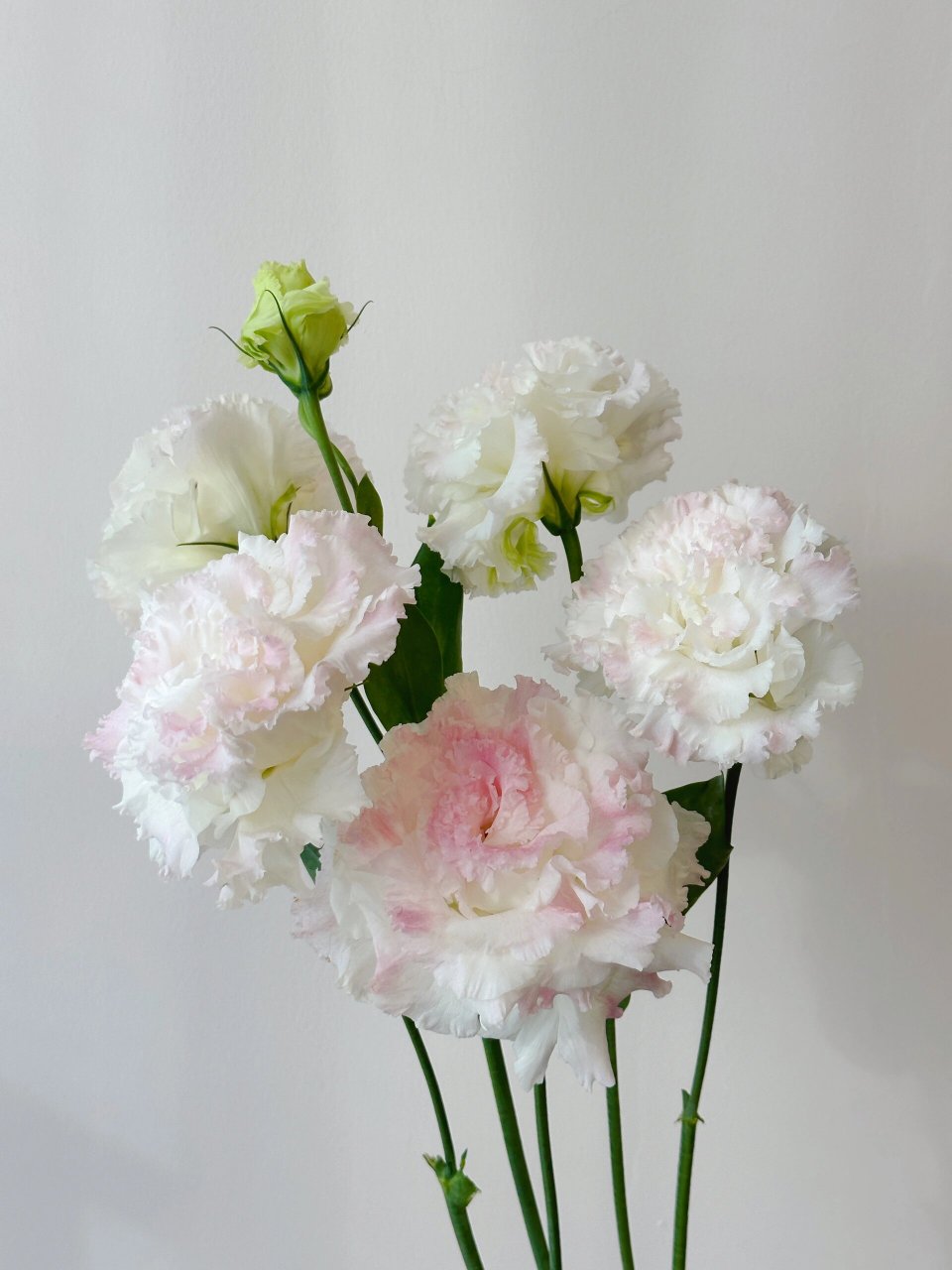 带你每天认识一种花材230/冰淇淋洋桔梗 波浪卷边 花头比普通洋桔梗大