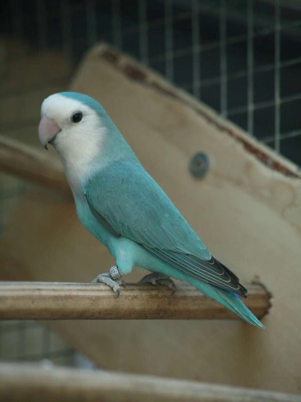 牡丹鹦鹉品种介绍大全【七】寸头系列 本期将给大家介绍牡丹鹦鹉品系