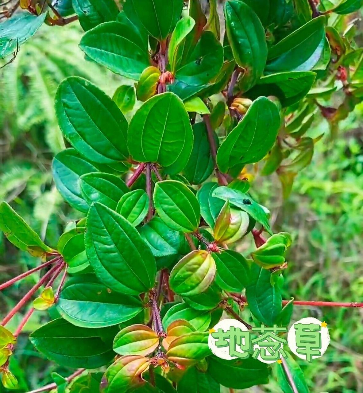 不开裂,果可食,亦可酿酒 具有清热解毒,活血化瘀,消肿止痛的功效 地菍
