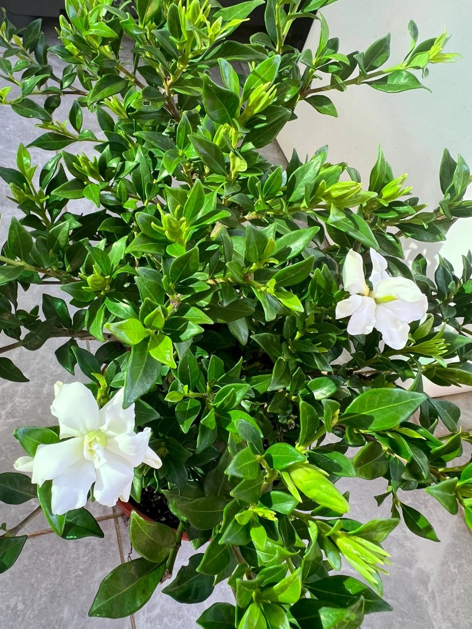 寿星栀子花 寿星栀子花,国内品种,南昆山系列,是目前叶子最小的重瓣