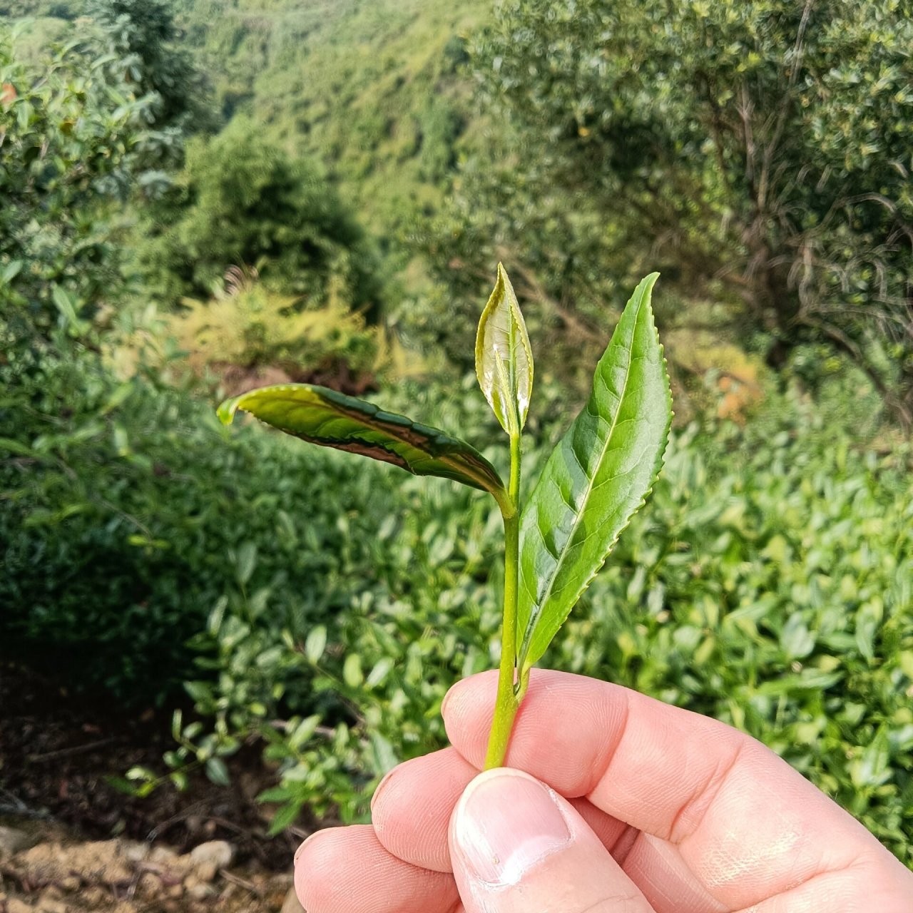 铁观音茶树图片红心图片