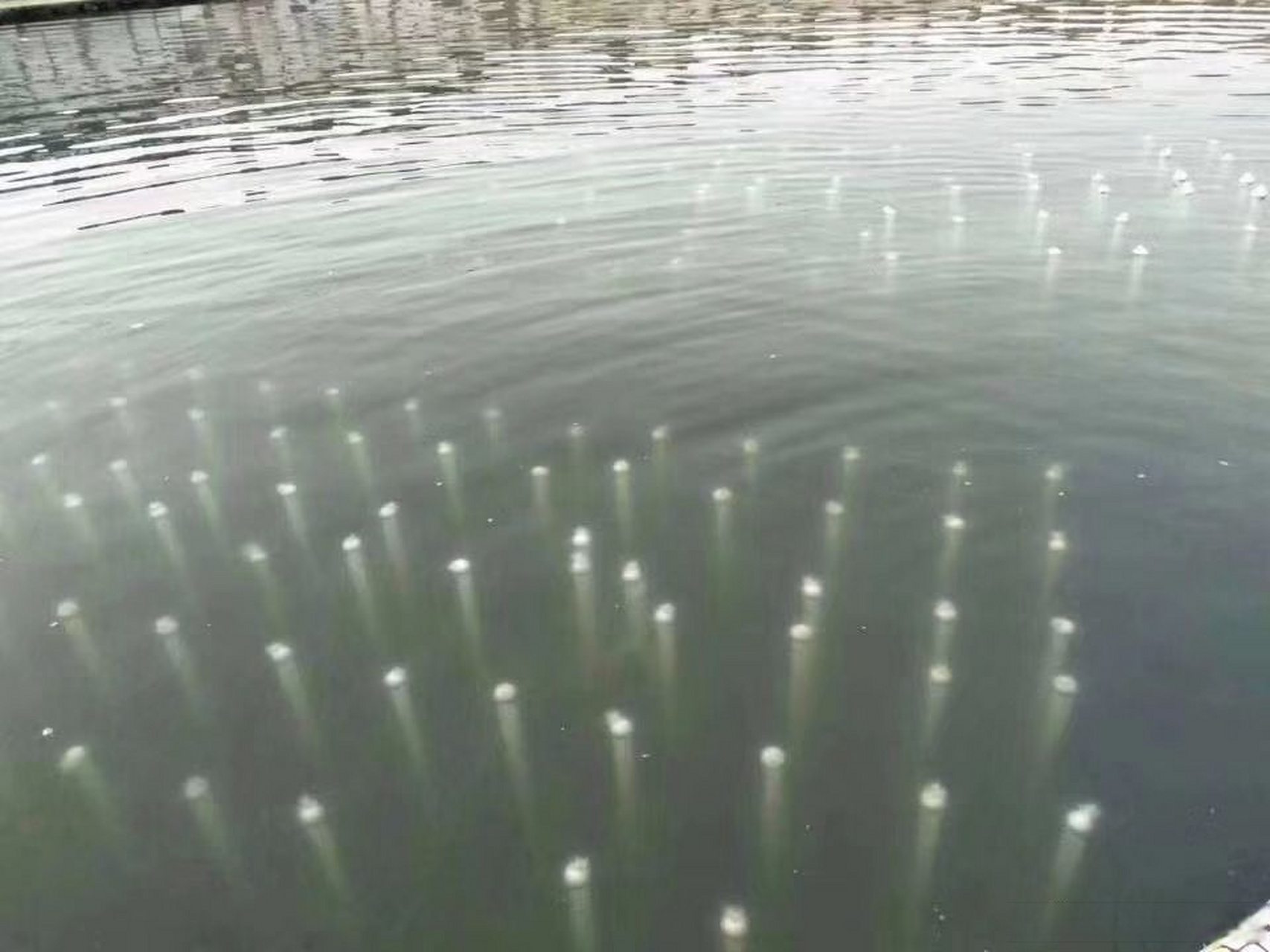 【人工水草-生物膜技术在河道治理中的应用】人工水草-生物膜技术是一