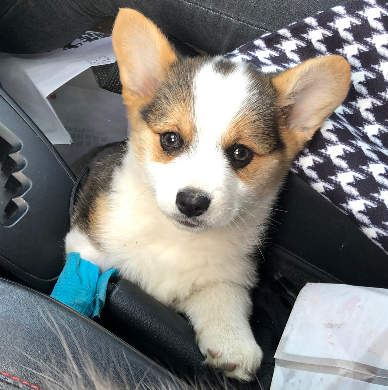 400元买的三色柯基 狗子近照,最近有点生病了,瘦了好多,恢复好了脾气