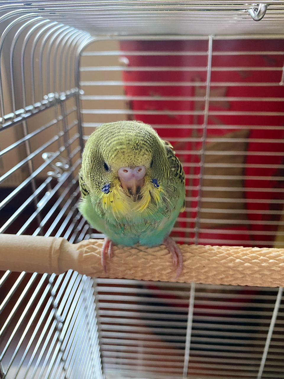 虎皮鹦鹉鉴公母 图1图2图3分别是三只不同的小鸡,有点拿不准,想请鸟友