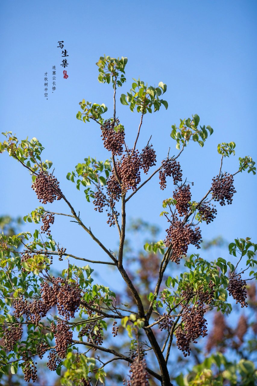 重阳木树图片图片