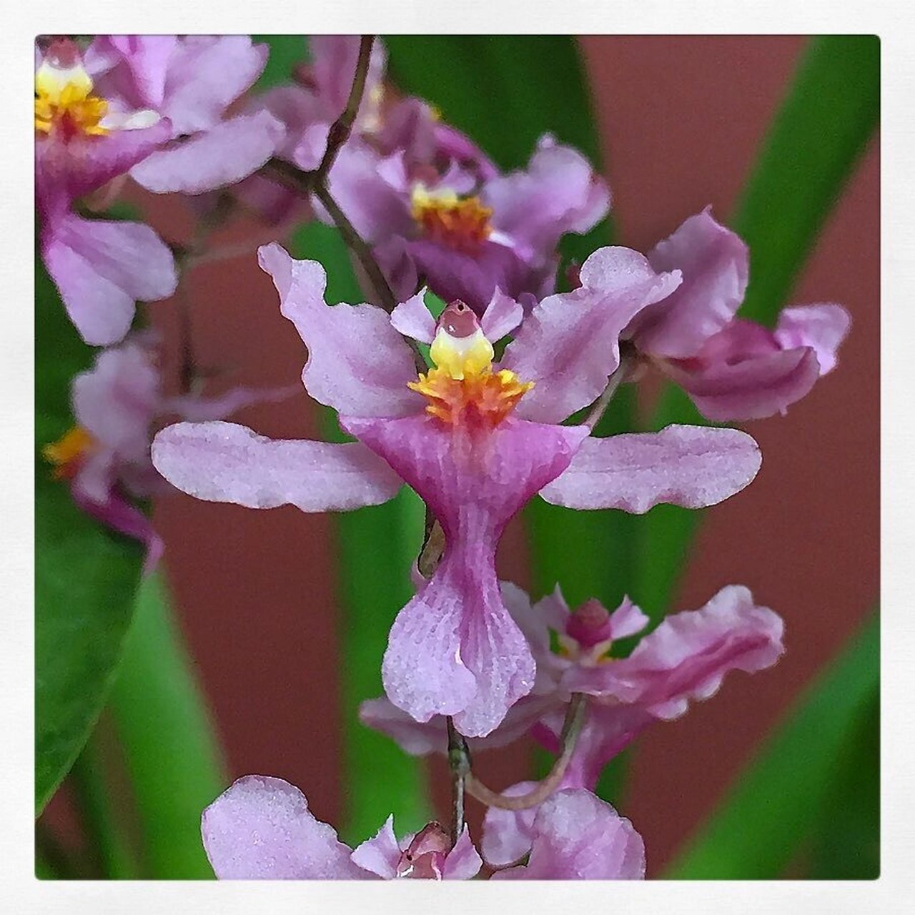 香水文心兰～粉红梦香～种一颗植物香薰机吧