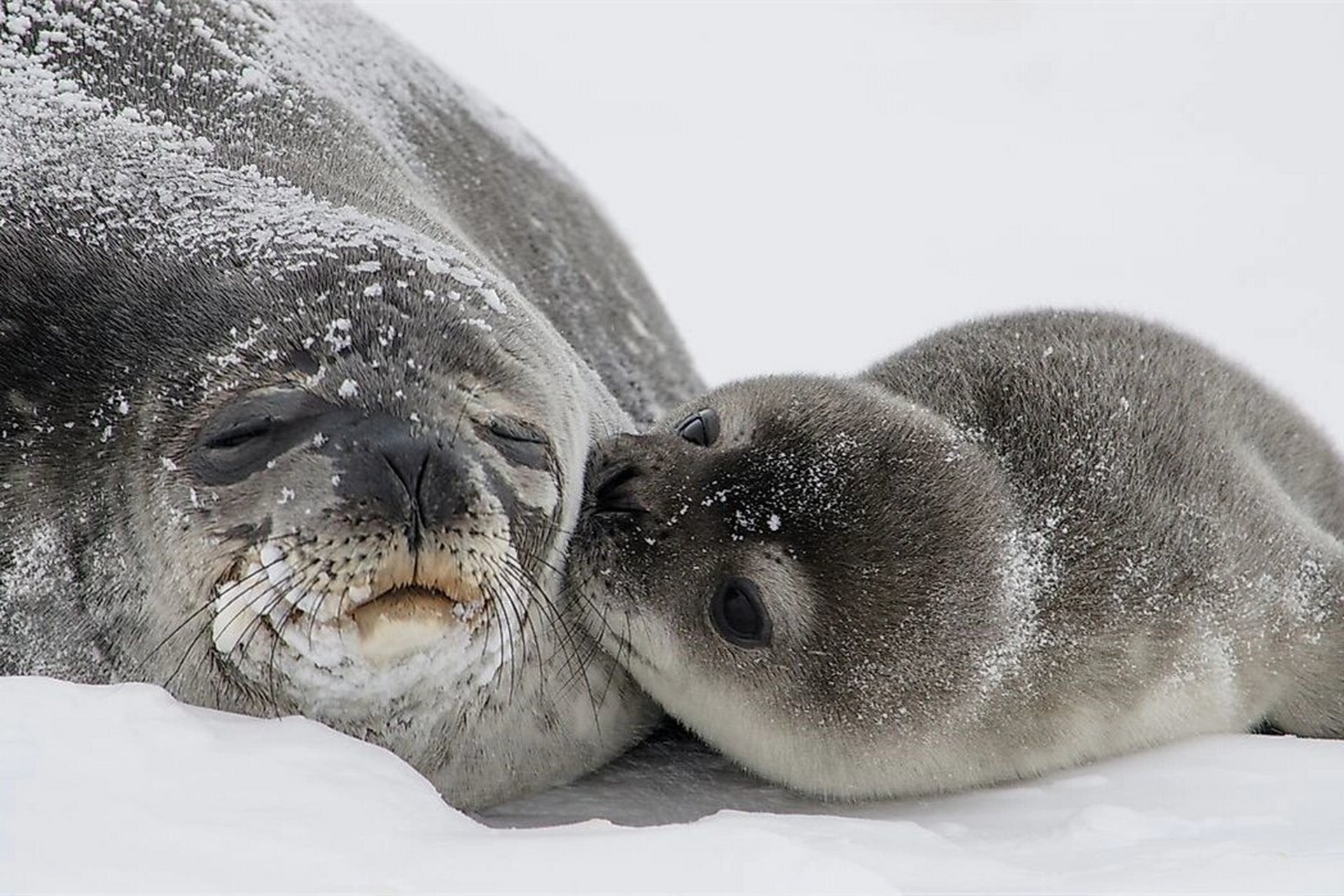 威德尔海豹(英文:weddell seal,学名:leptonychotes weddellii)是以