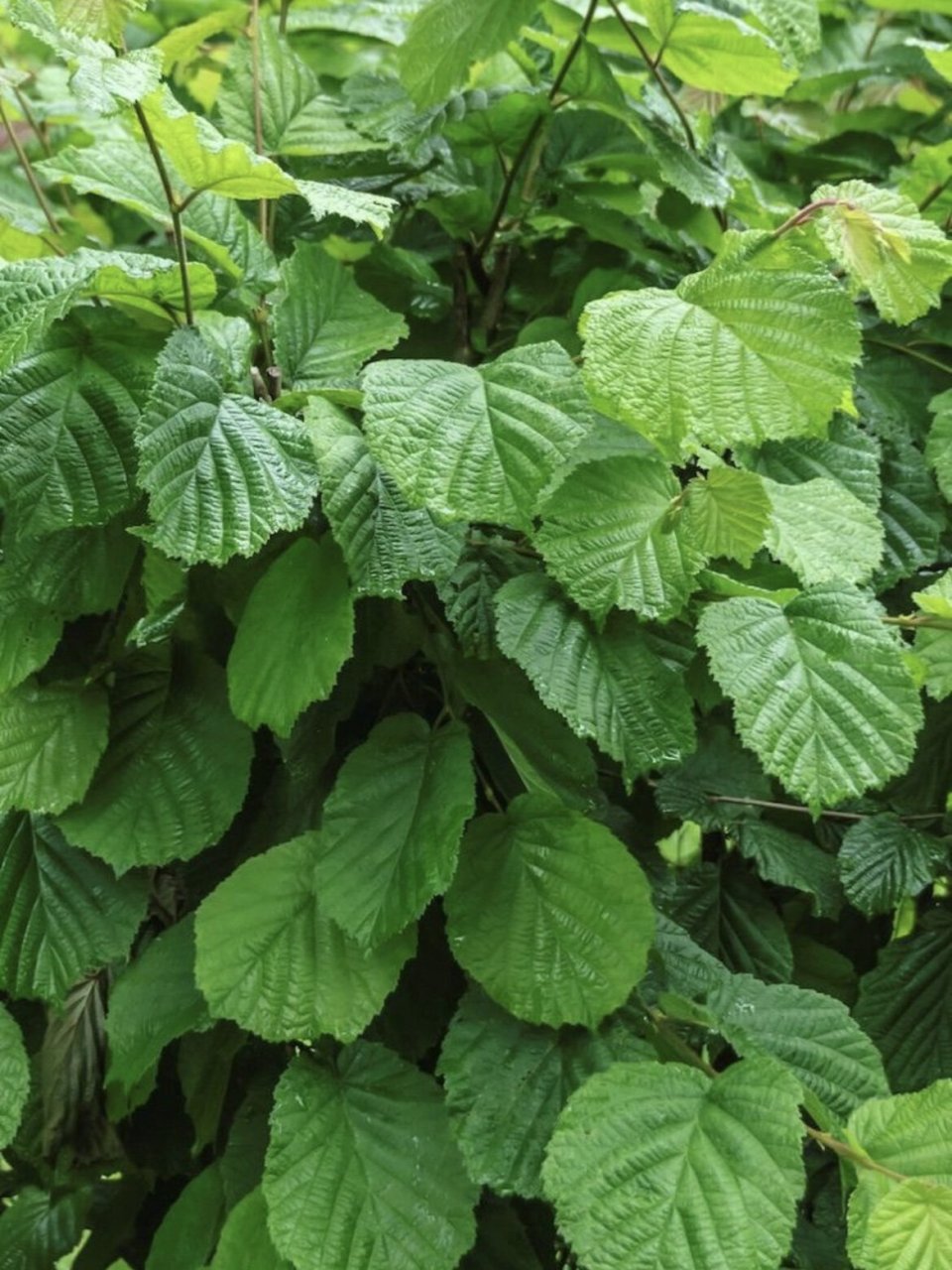 corylus avellana - 欧洲榛子 如果你这几天开始花粉