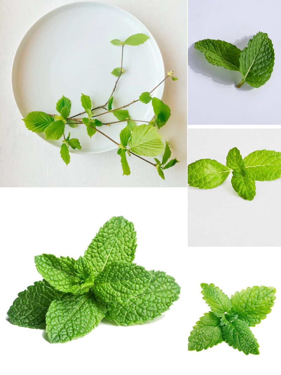 绘画素材1000更—薄荷组图