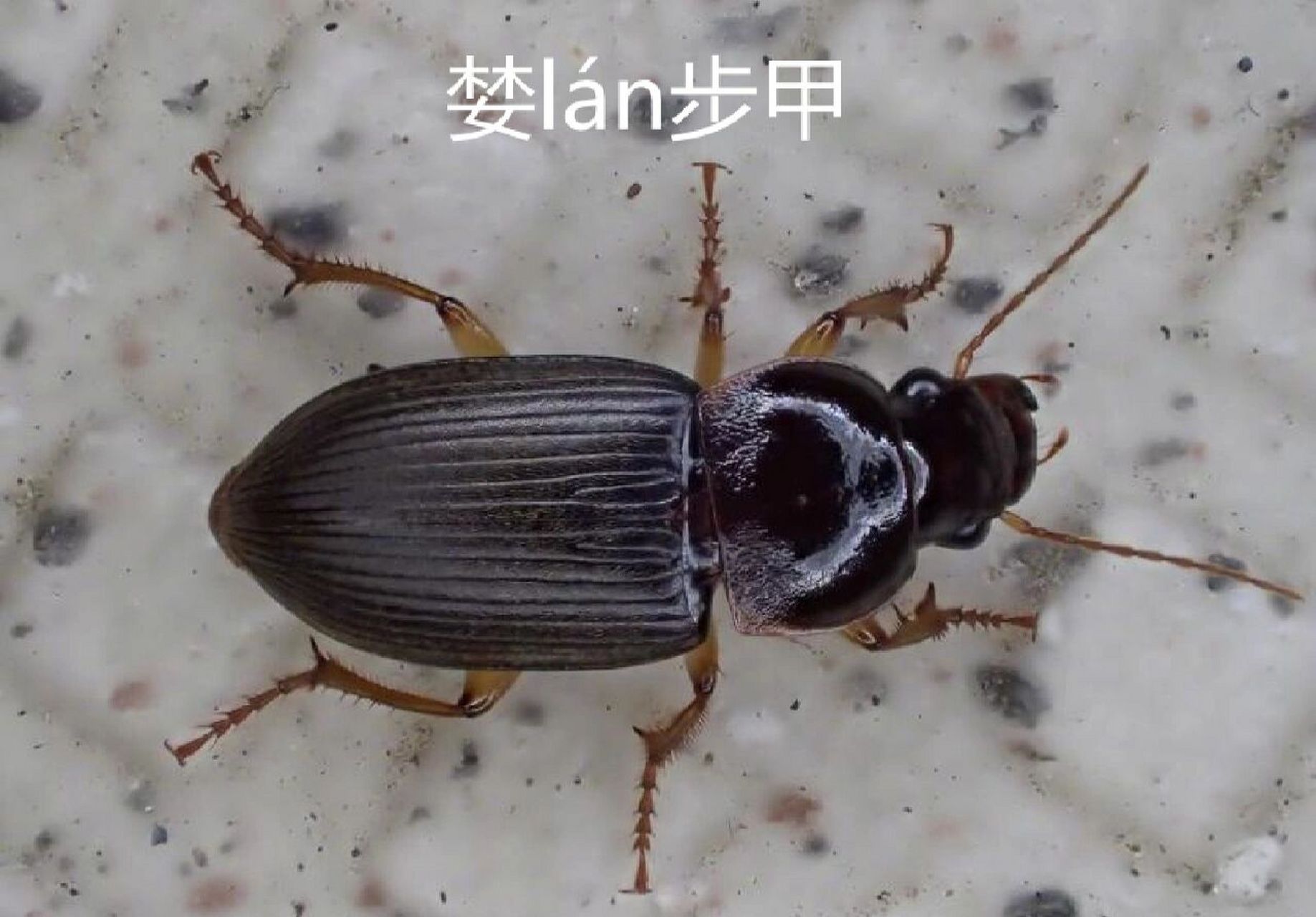 卧室里没有米却有类似米象一样的虫子,可能是因为家里比较潮湿,潮湿