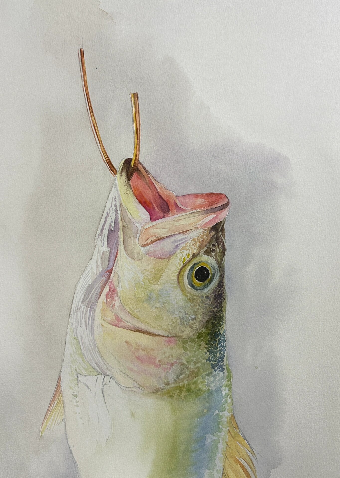 鱼 水彩 含步骤