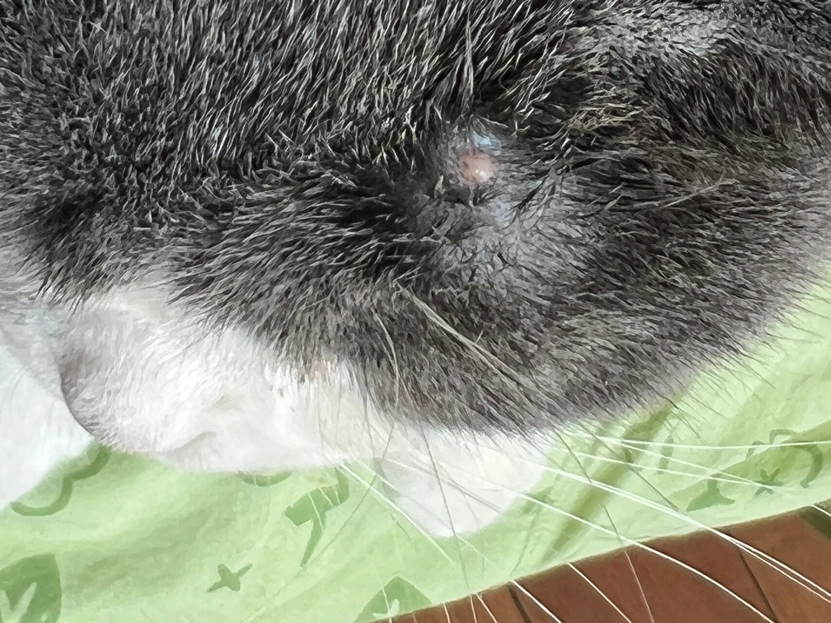 1岁喵 肥大细胞瘤 是否一定要手术呢 突然摸到猫猫眉毛的位置长了个小
