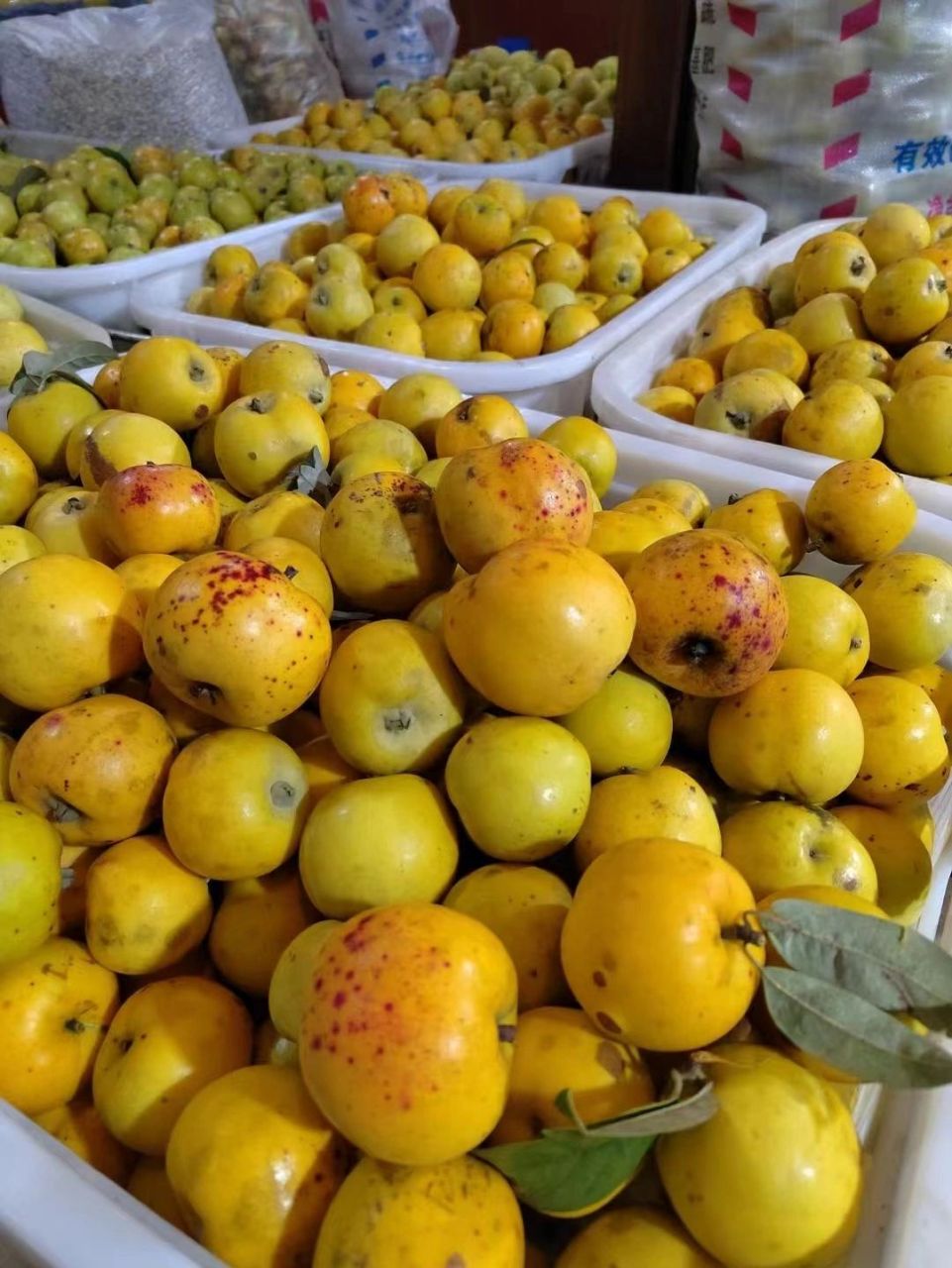 酸多依果 在云南省澜沧县有一个特别的节日——糯扎渡多依果节,多依果