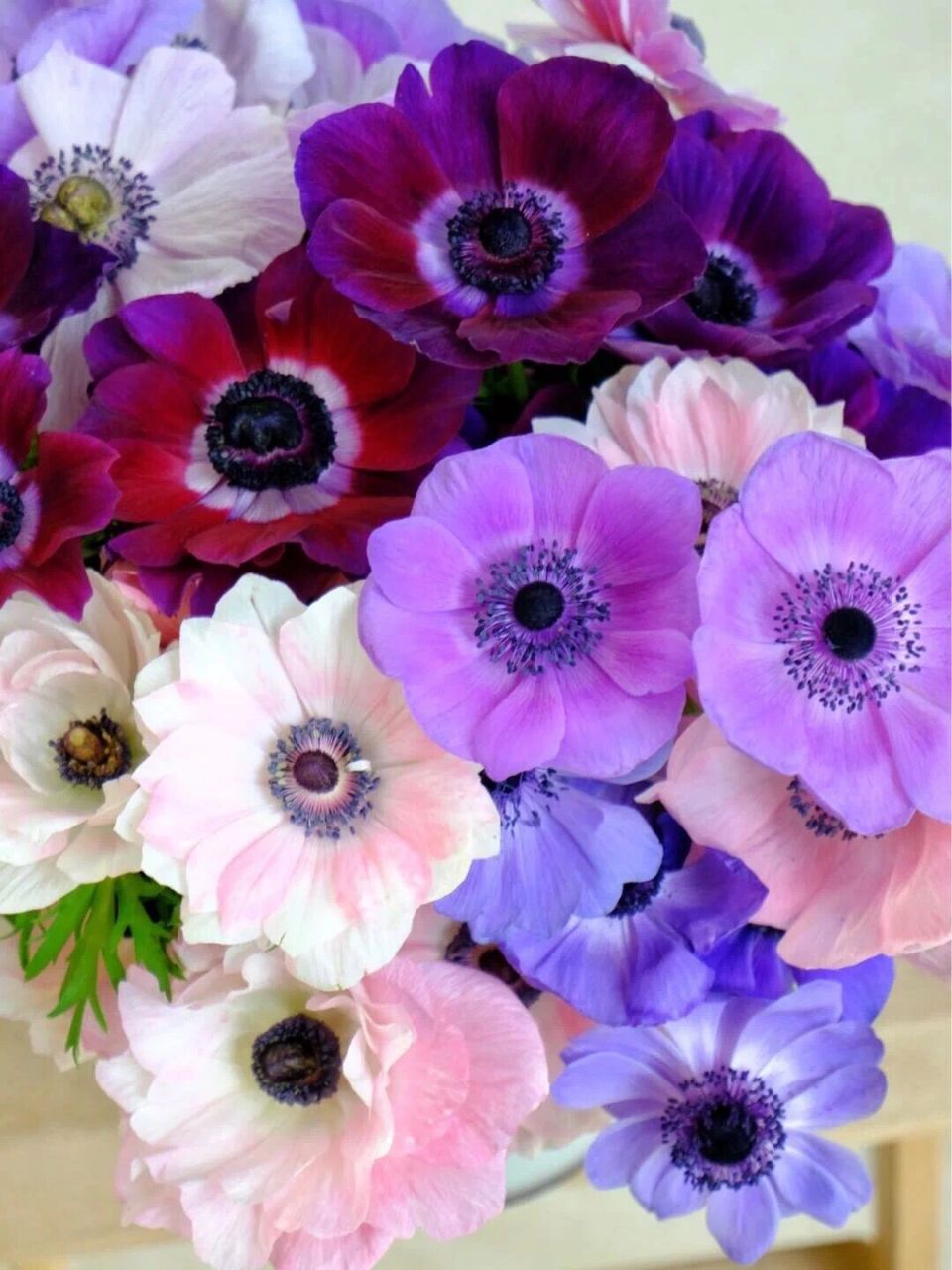 银莲花是毛茛科银莲花属多年生草本植物,别名华北银莲花,毛蕊银莲花.