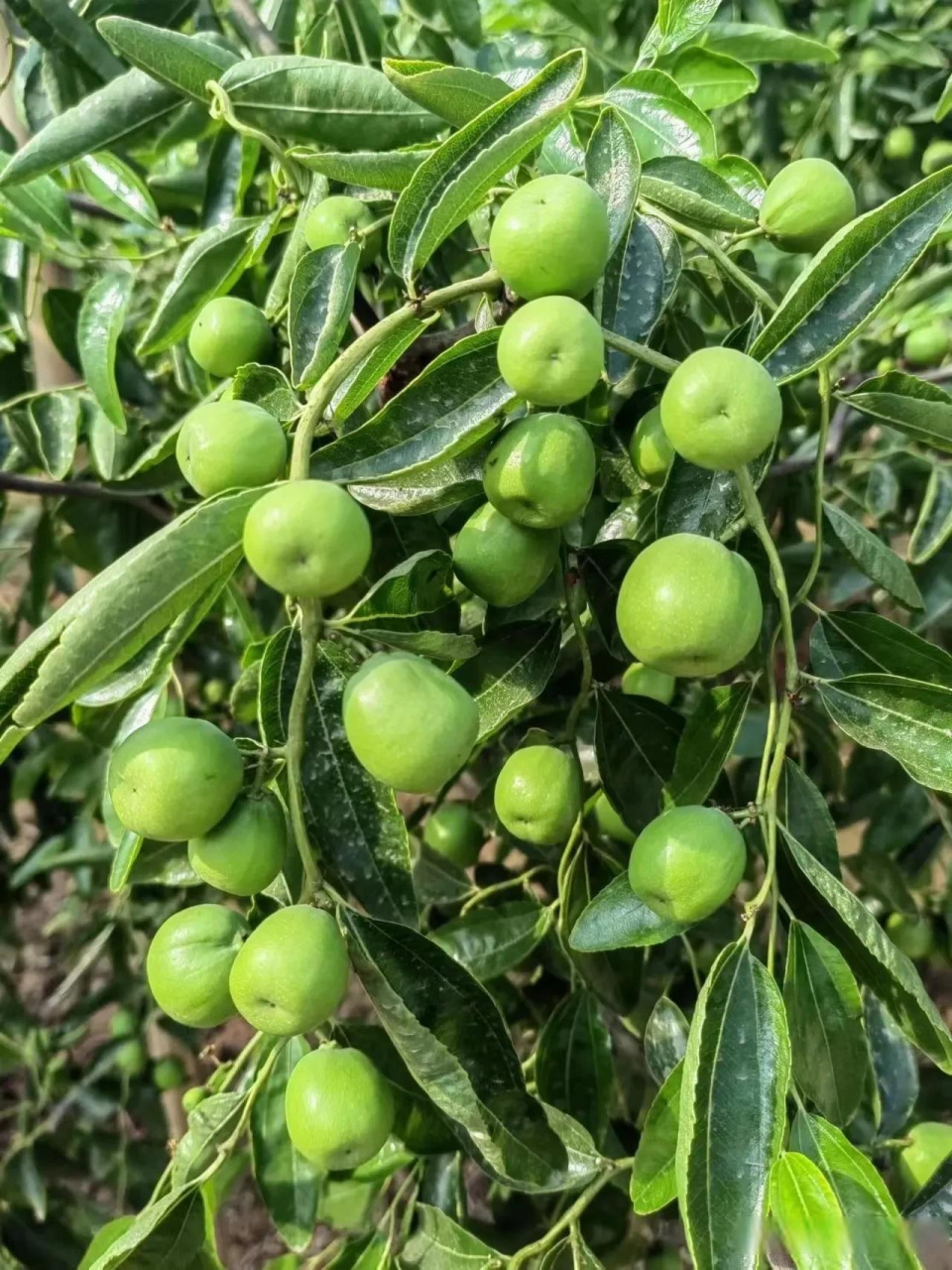 45天的龙蟠冬枣,翠绿圆润,十分诱人.摄于山西省临猗县庙上乡薛家庄村