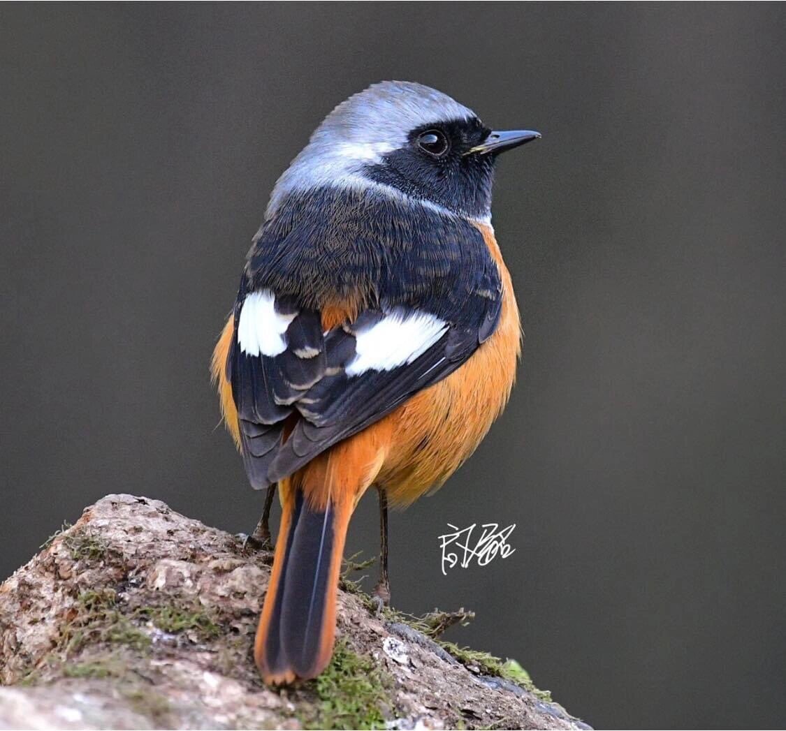 北红尾鸲 台湾称黄尾鸲(学名:phoenicurus auroreus)为鹟科红尾鸲属下