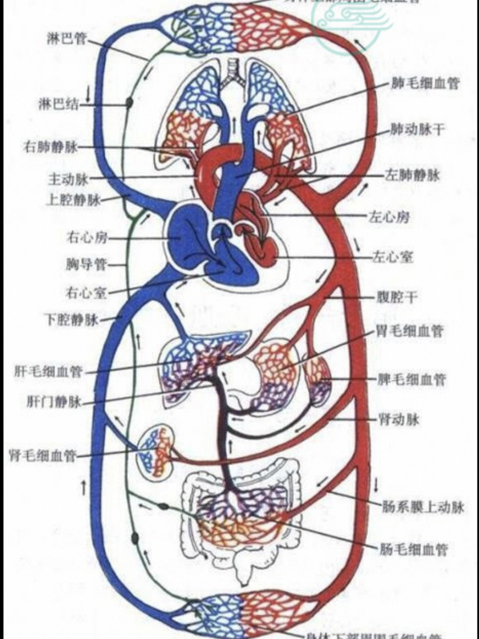 肺循环的简图图片