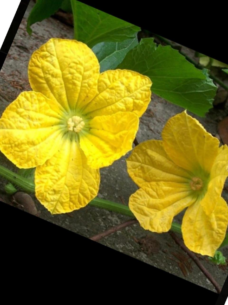 路边的金黄花可都认识? 拍几张乡村黄花,供大家分辨认识一下!