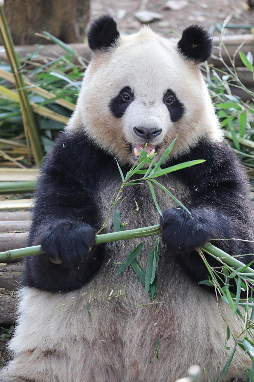 大熊猫奇一 国宝熊猫也有可爱的小揪揪