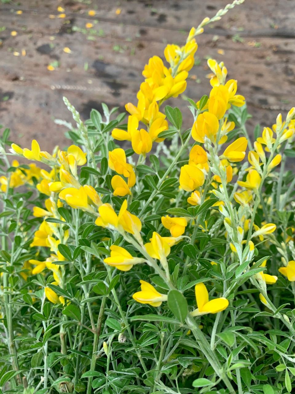 金雀花 金雀花的花语寓意是优雅整洁,可以用来象征拥有这个特质的人