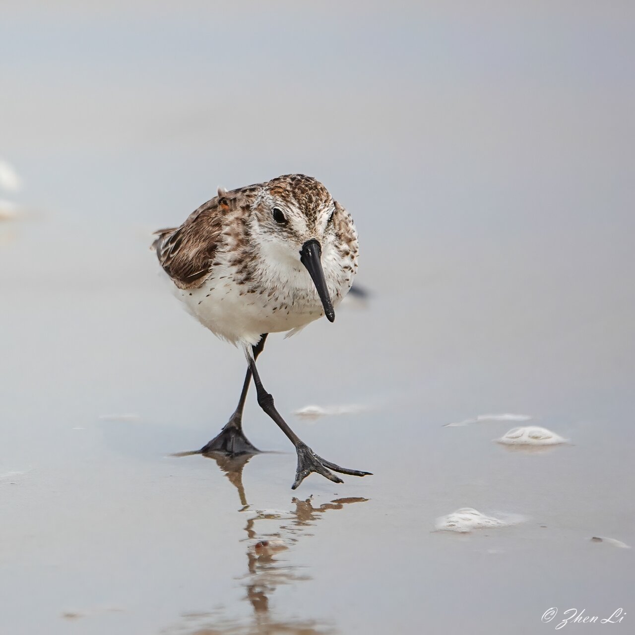 半蹼滨鹬 semipalmated sandpiper 这只半蹼滨鹬几乎都要撞到我了.