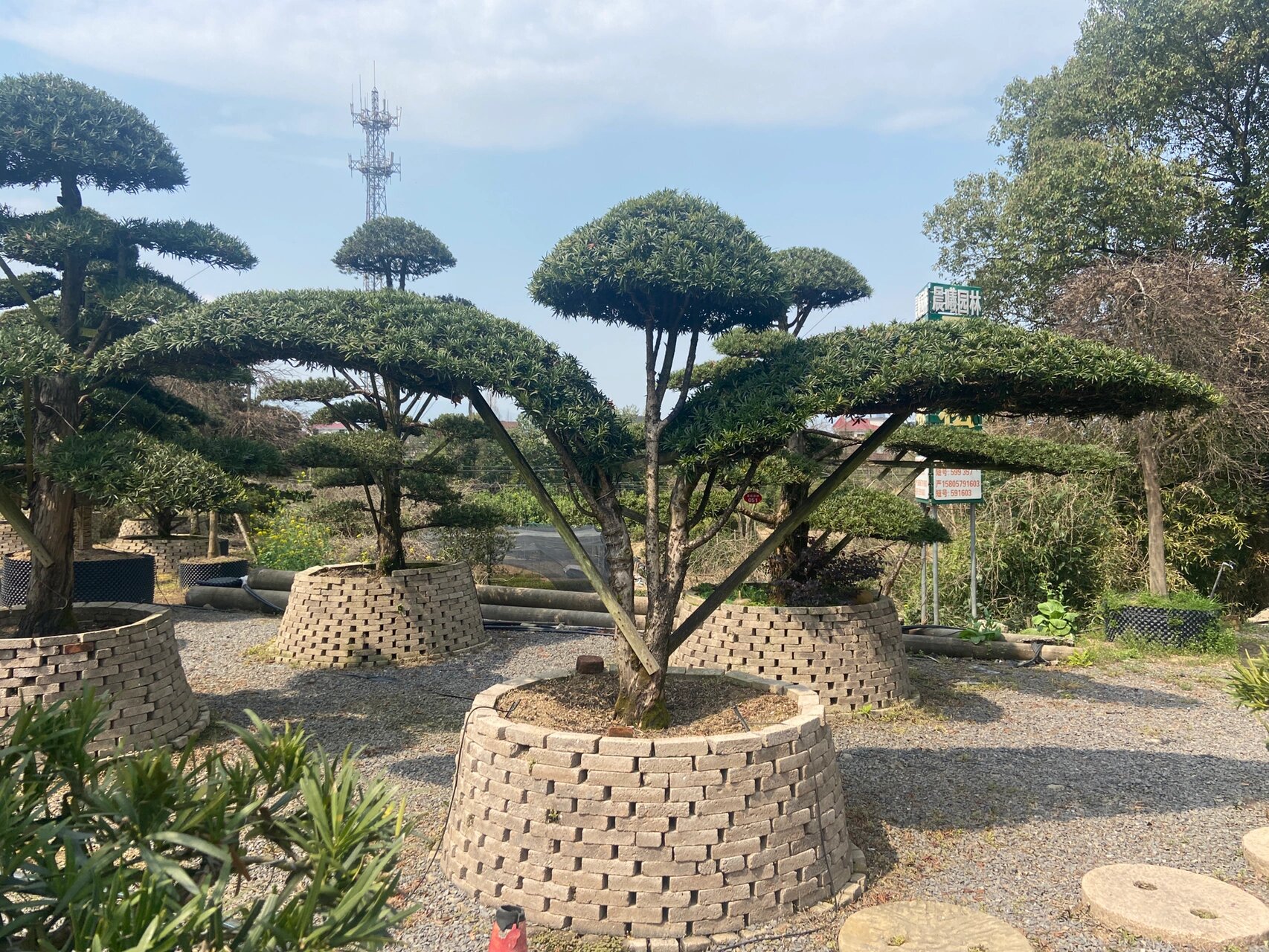 大鹏展翅造型罗汉松 大鹏展翅造型罗汉松